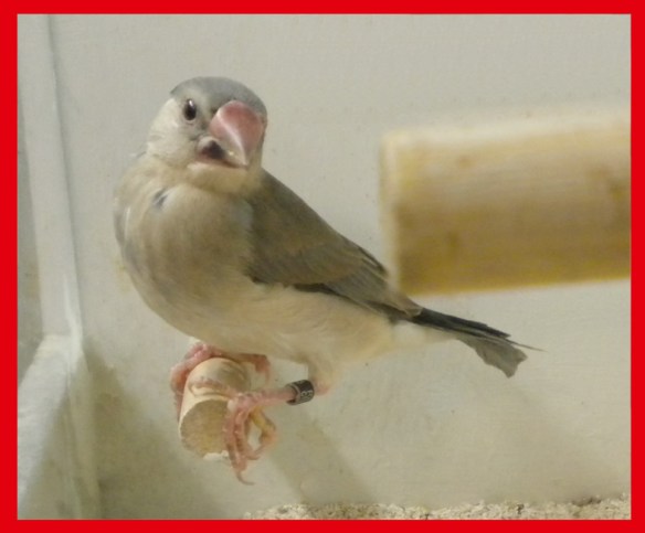 Pada grigio a 30 giorni