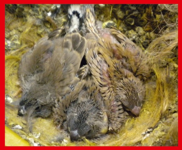 Due grigio becco giallo e un bruno becco giallo a 20 giorni