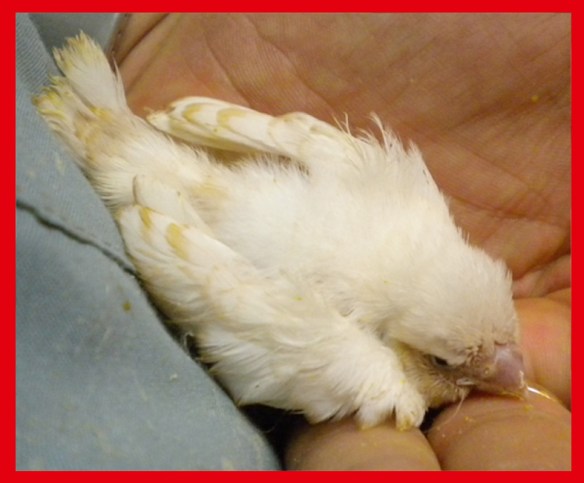 Bruno feo a 25 giorni