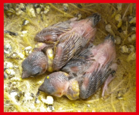 un moka bruno ed un moka bruno portatore di rosso bruno a 12 giorni