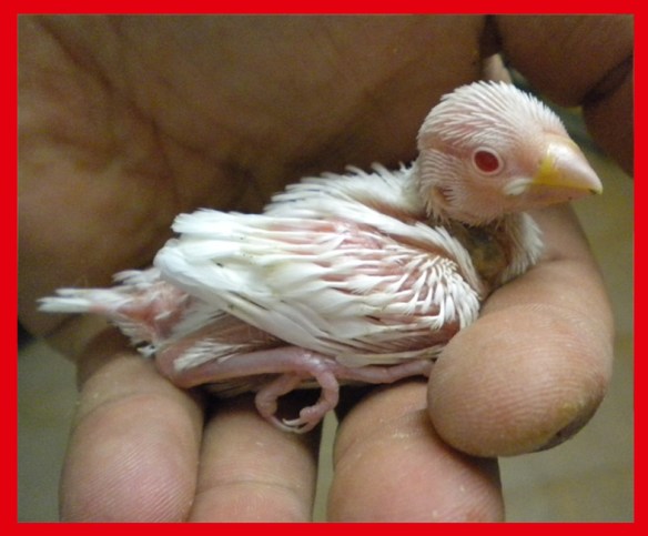 Padda ino a 15 giorni