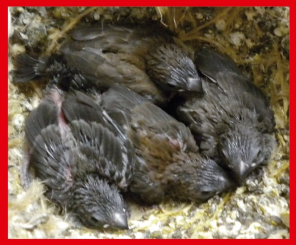 Due nero grigio e due nero bruno a 20 giorni