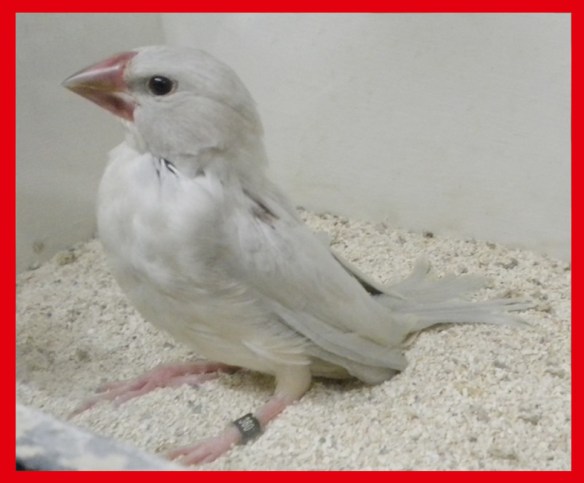 Padda opale a 30 giorni