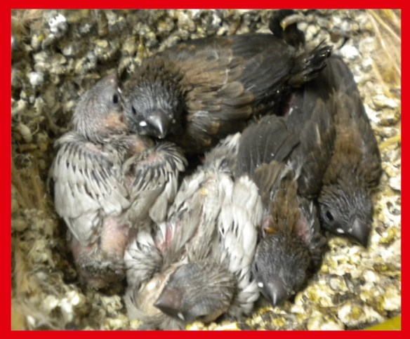 Due perla bruno e tre nero bruno a 20 giorni