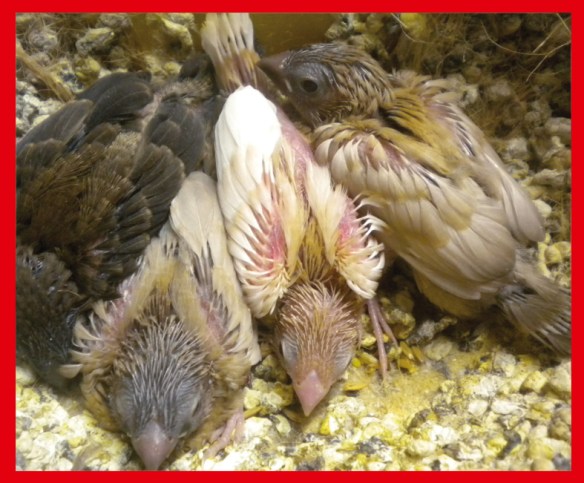 Rosso bruno pastello insieme a due moka bruno pastello ed un nero bruno a 20 giorni