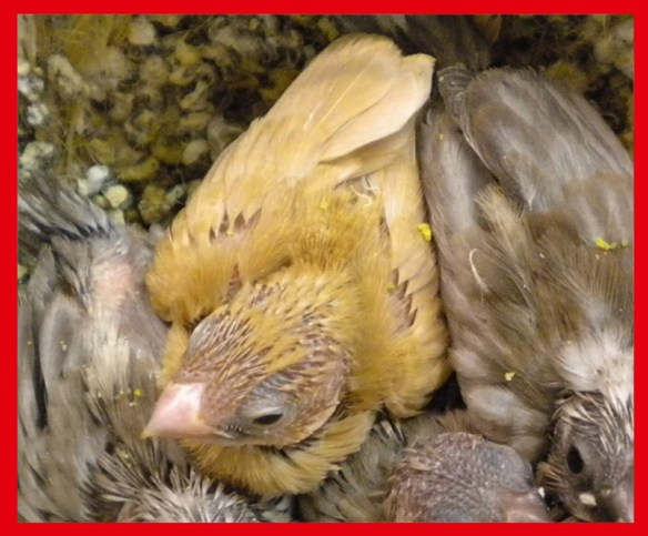 rosso bruno a 25 giorni