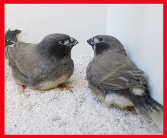 Grigio guancia nera a 35 giorni