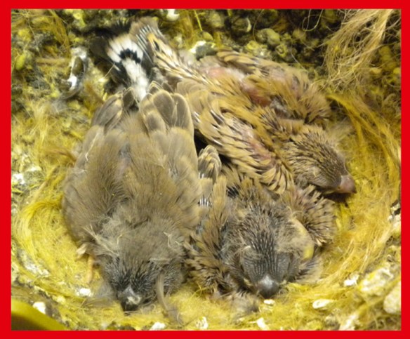 Due grigio becco giallo e un bruno becco giallo a 15 giorni