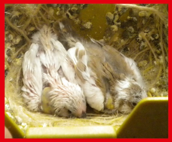 Grigio guancia insieme ad un bruno pezzato a 15 giorni