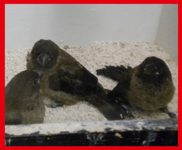 Nero bruno a 35 giorni