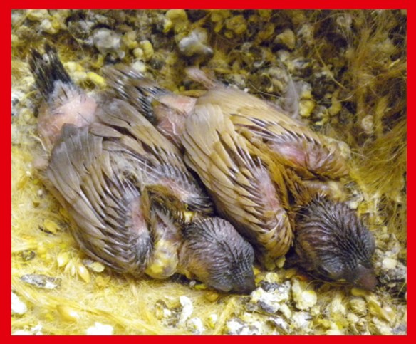 un moka bruno ed un moka bruno portatore di rosso bruno a 15 giorni