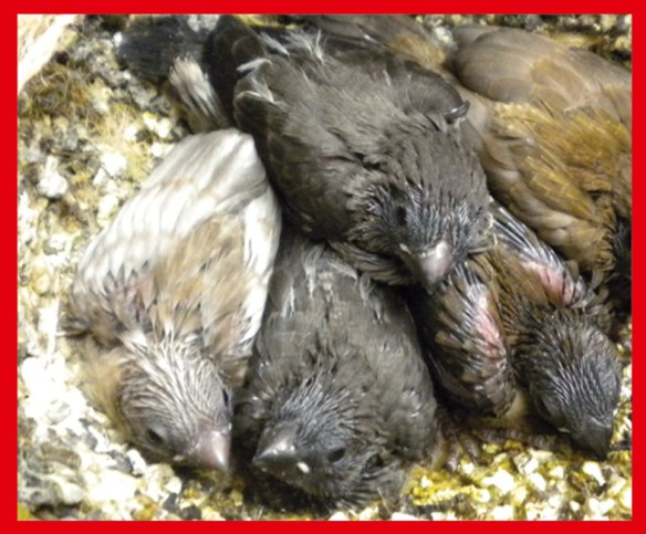 due nero grigio (al centro) a 25 giorni