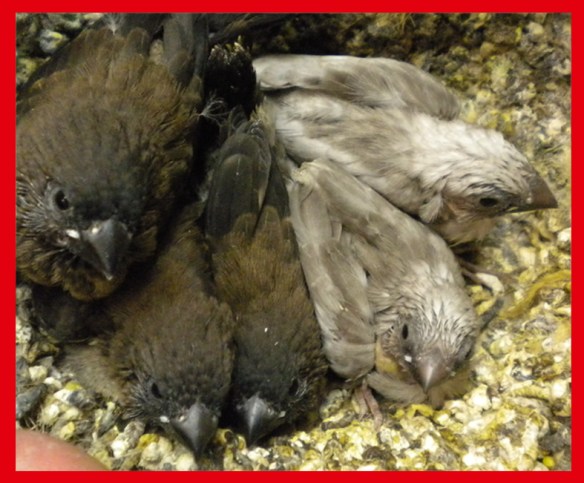 Due perla bruno e tre nero bruno a 25 giorni