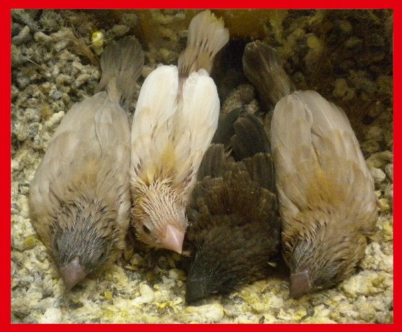 rosso bruno pastello insieme a due moka bruno pastello a 25 giorni