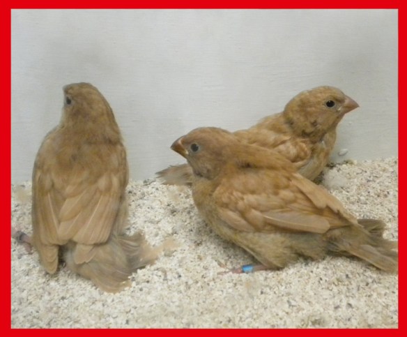 Tre rosso bruno a 40 giorni