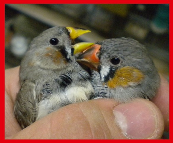 Grigio becco giallo e portatore (maschi) a confronto a 35 giorni