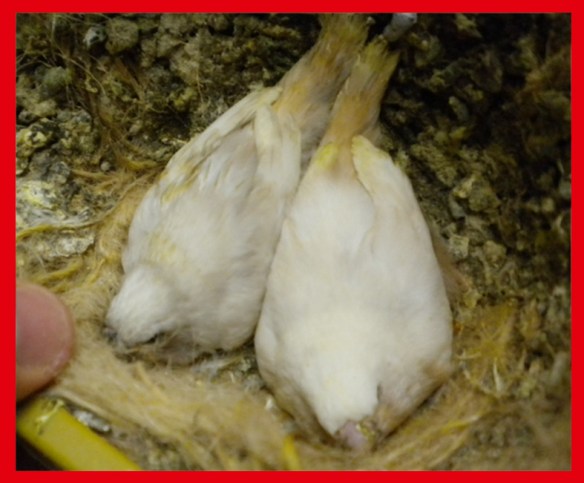 Grigio guancia e bruno guancia a 30 giorni