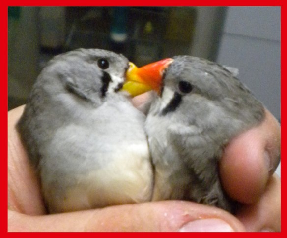 Grigio becco giallo e portatore (femmine) a confronto a 50 giorni