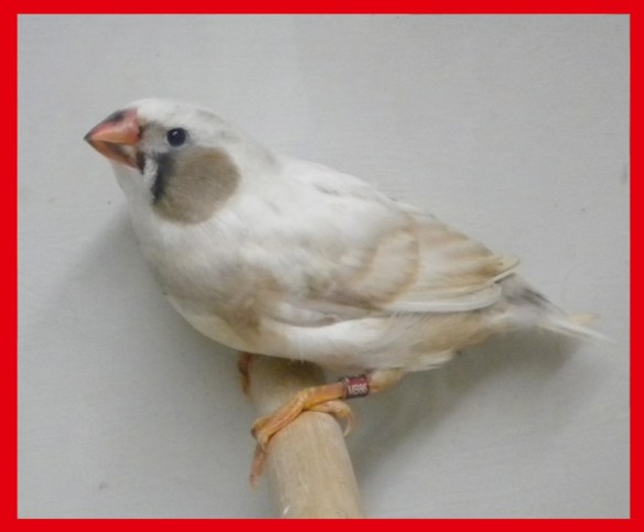 Grigio guancia maschio a 35 giorni