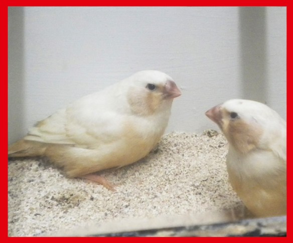 Bruno guancia a 40 giorni