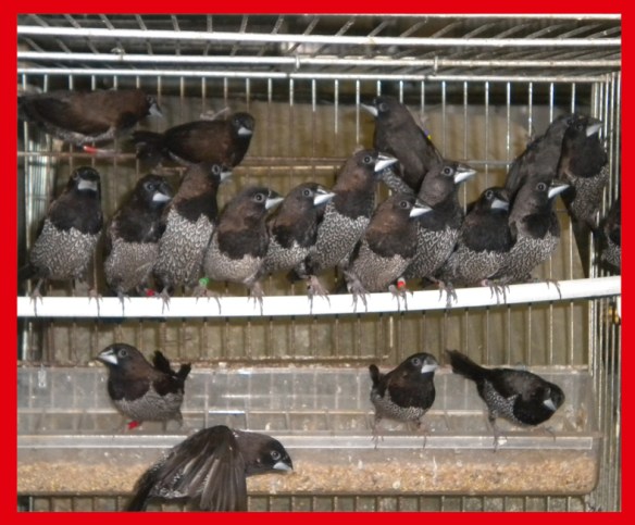 Giovani nero bruno in fase di completamento muta