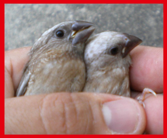 Perla bruno a 35 giorni