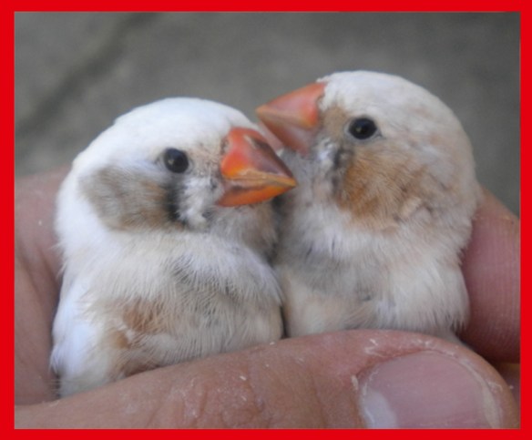 Grigio guancia e bruno guancia (maschi) a 45 giorni