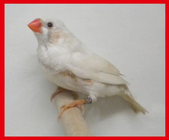 Grigio ino (maschio) a 50 giorni