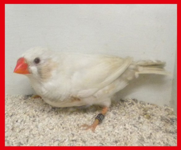 Grigio ino (maschio) a 50 giorni