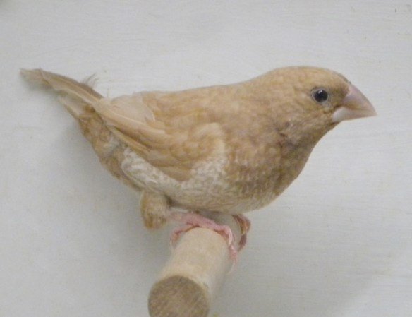 Rosso bruno pastello (femmina)