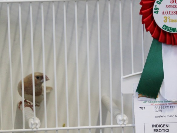 Campionato Italiano Cesena 2014 (3° class. cat. pastello)