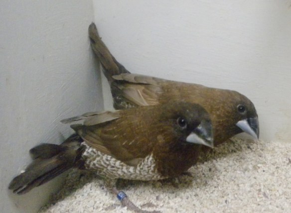 in primo piano soggetto troppo scuro