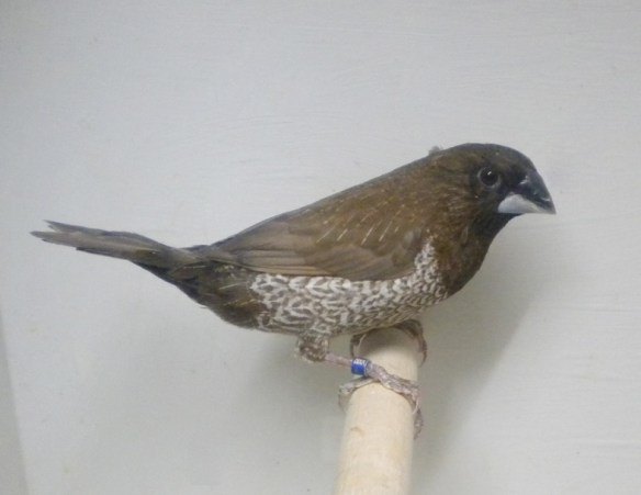 soggetto dalle tonalità troppo scure e fredde