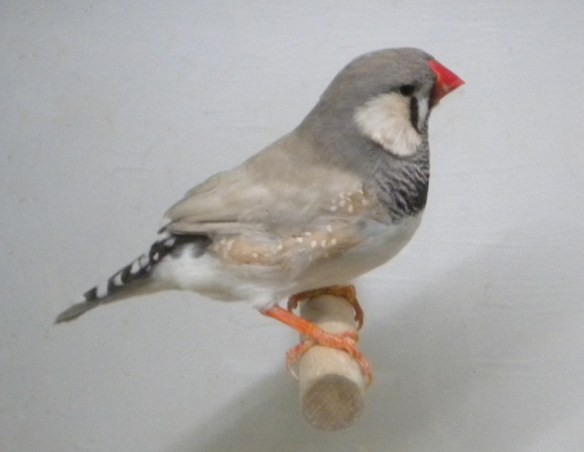 Soggetto maschio troppo scuro