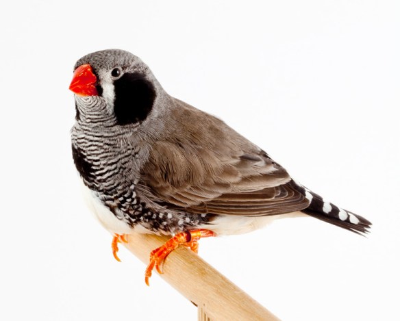 Grigio guancia nera (maschio) (servizio fotografico Exotica 2011)