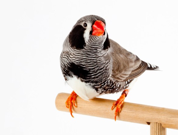 Exotica 2011 (1° class. guancia nera) (servizio fotografico Exotica 2011)