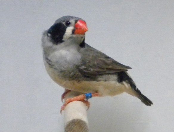 Grigio guancia nera (femmina) con ventre inquinato