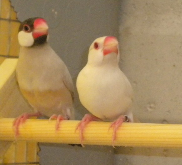 Padda mascherato ed ino