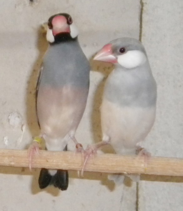 Padda grigio e opale