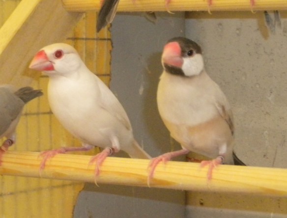 Padda ino e mascherato