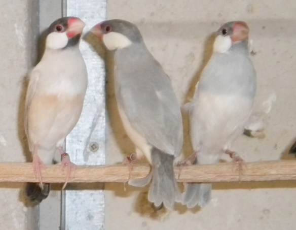 Padda mascherato insieme ad una coppia di opale