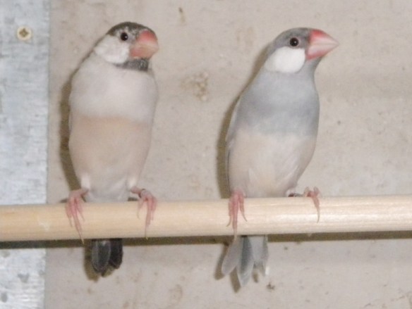 Padda mascherato e opale