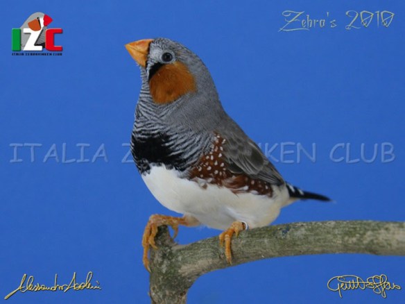 Zebras 2010 (servizio fotografico Italiazebravinkenclub)