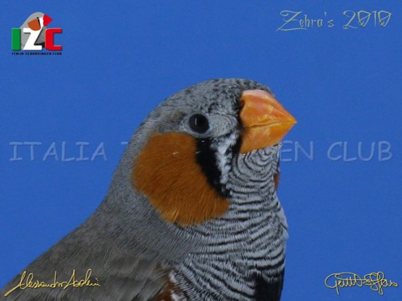 Zebras 2010 (servizio fotografico Italiazebravinkenclub)