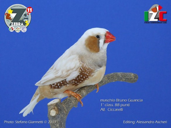 Zebras 2011 (servizio fotografico Italia zebravinken club)