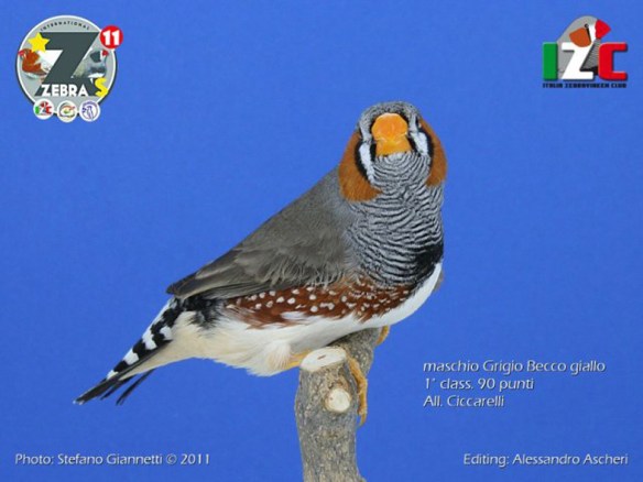 Zebras 2011 (Servizio fotografico italiazebravinkenclub)