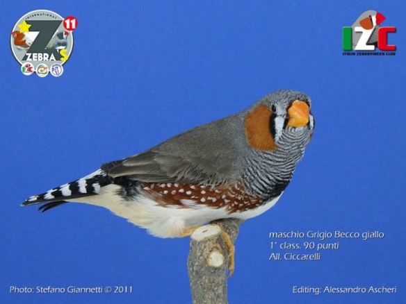 Zebras 2011 (Servizio fotografico italiazebravinkenclub)