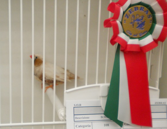 Zebras 2012 (1° class. bruno guancia maschio)