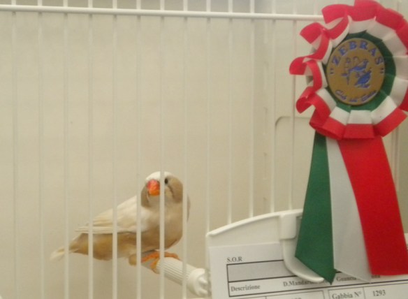 Zebras 2012 (1° class. bruno guancia femmina)