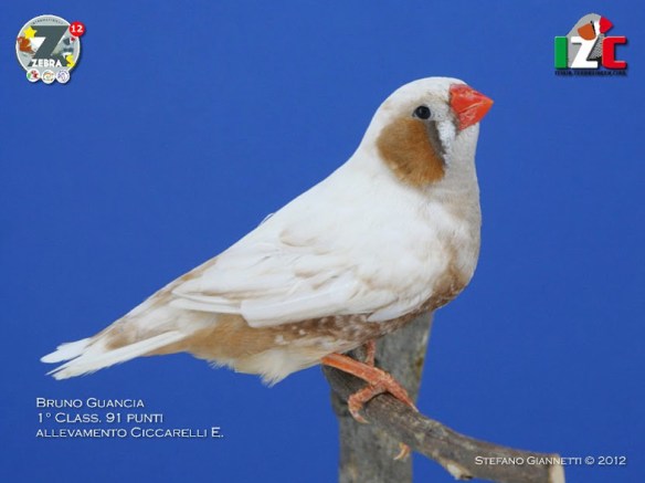 Zebras 2012 (servizio fotografico Italia zebravinken club)